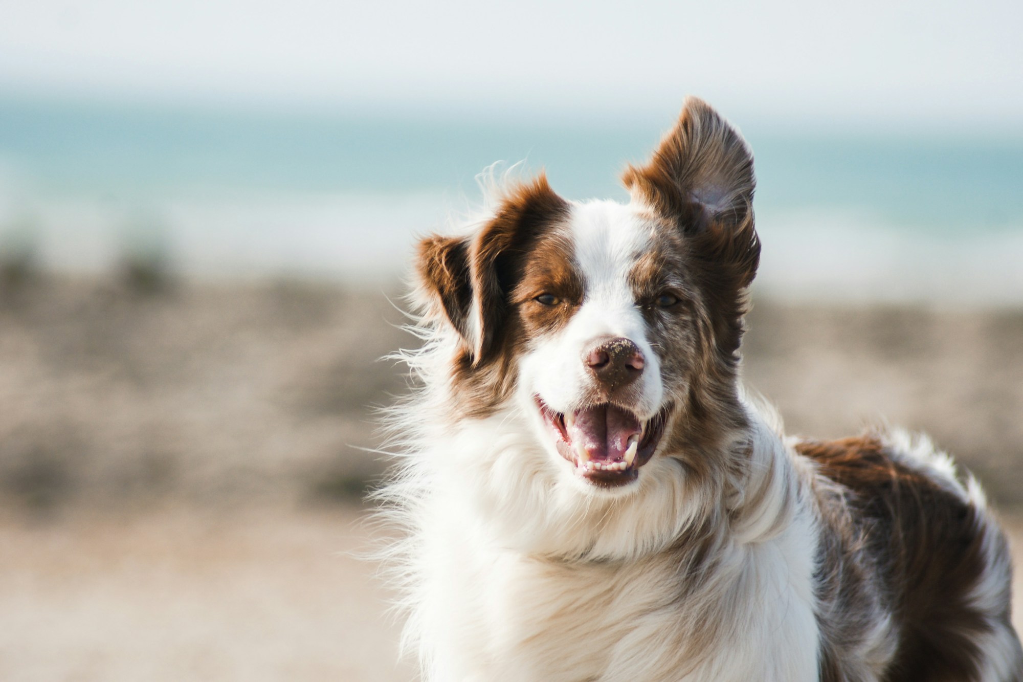 Cão fotografado em ambiente externo; foto ilustrativa, não é um animal da APRAPI
