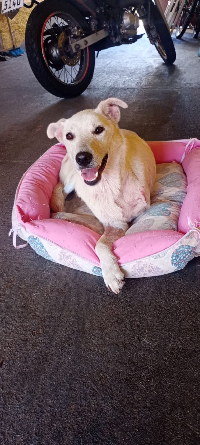 Cão de pelagem clara em uma caminha rosa